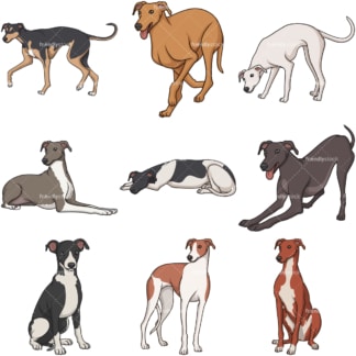 Cartoon greyhound dogs. PNG - JPG and infinitely scalable vector EPS - on white or transparent background.