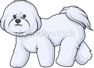 Bichon frise walking. PNG - JPG and vector EPS (infinitely scalable).