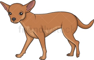 Chihuahua walking. PNG - JPG and vector EPS (infinitely scalable).