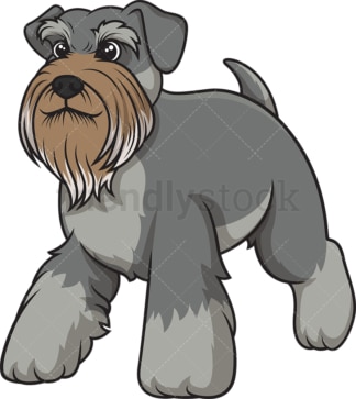 Gray schnauzer walking. PNG - JPG and vector EPS (infinitely scalable).