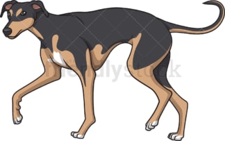 Greyhound walking. PNG - JPG and vector EPS (infinitely scalable).