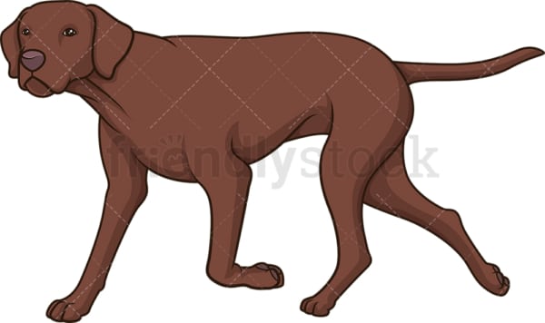 Liver pointer walking. PNG - JPG and vector EPS (infinitely scalable).