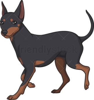 Mini pinscher walking. PNG - JPG and vector EPS (infinitely scalable).