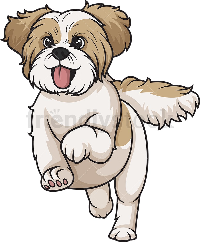 Gold white shih tzu running. PNG - JPG and vector EPS (infinitely scalable).
