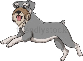 Standard schnauzer running. PNG - JPG and vector EPS (infinitely scalable).