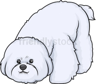 Bichon frise sniffing. PNG - JPG and vector EPS (infinitely scalable).