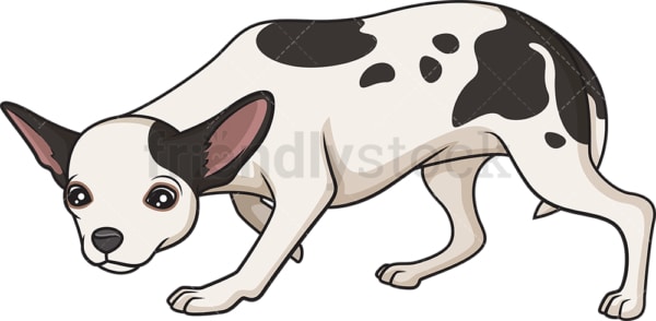 Merle chihuahua sniffing. PNG - JPG and vector EPS (infinitely scalable).