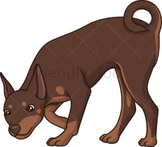 Mini pinscher sniffing. PNG - JPG and vector EPS (infinitely scalable).