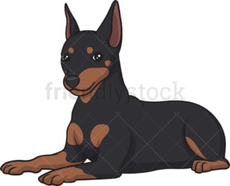 Mini pinscher lying down. PNG - JPG and vector EPS (infinitely scalable).