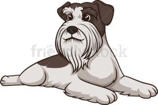 Schnauzer lying down. PNG - JPG and vector EPS (infinitely scalable).