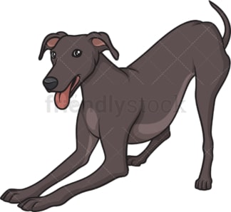 Playful greyhound. PNG - JPG and vector EPS (infinitely scalable).