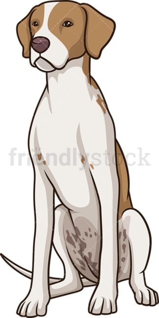 Obedient english pointer sitting. PNG - JPG and vector EPS (infinitely scalable).