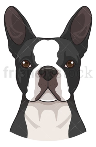 Boston terrier face. PNG - JPG and vector EPS (infinitely scalable).
