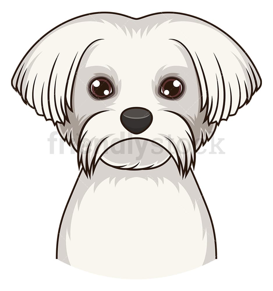 Maltese face. PNG - JPG and vector EPS (infinitely scalable).