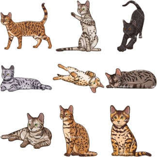 Bengal cats. PNG - JPG and infinitely scalable vector EPS - on white or transparent background.