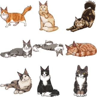 Maine coon cats. PNG - JPG and infinitely scalable vector EPS - on white or transparent background.