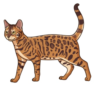 Walking bengal cat. PNG - JPG and vector EPS (infinitely scalable).