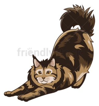 Maine coon cat stretching. PNG - JPG and vector EPS (infinitely scalable).