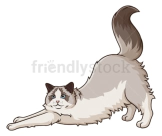 Ragdoll cat stretching. PNG - JPG and vector EPS (infinitely scalable).