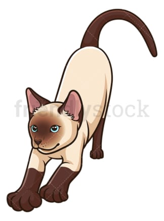 Siamese cat stretching. PNG - JPG and vector EPS (infinitely scalable).