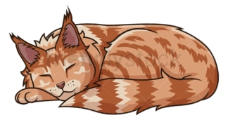 Maine coon cat sleeping. PNG - JPG and vector EPS (infinitely scalable).