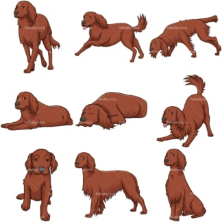 Irish setter dogs. PNG - JPG and vector EPS file formats (infinitely scalable).