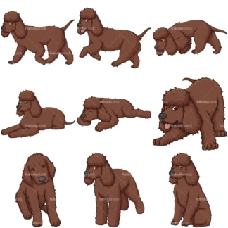 Irish water spaniel dogs. PNG - JPG and vector EPS file formats (infinitely scalable).