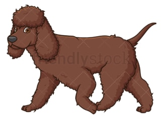 Irish water spaniel walking. PNG - JPG and vector EPS (infinitely scalable).