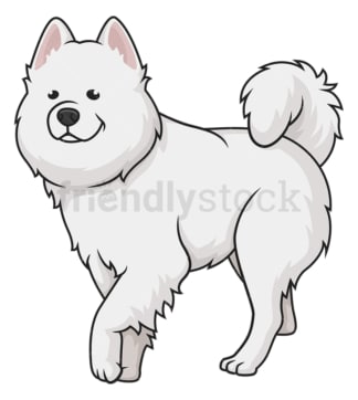 Samoyed walking. PNG - JPG and vector EPS (infinitely scalable).