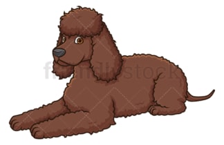 Irish water spaniel lying down. PNG - JPG and vector EPS (infinitely scalable).