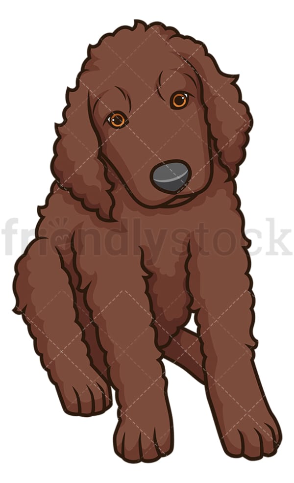 Cute irish water spaniel puppy. PNG - JPG and vector EPS (infinitely scalable).