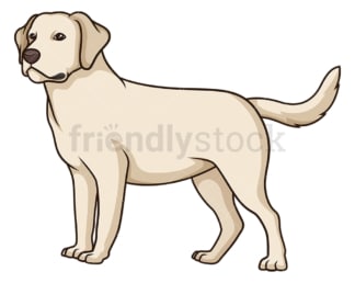 Gorgeous labrador retriever. PNG - JPG and vector EPS (infinitely scalable).
