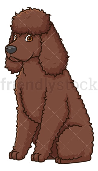 Obedient irish water spaniel sitting. PNG - JPG and vector EPS (infinitely scalable).