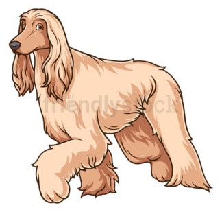 Afghan hound walking. PNG - JPG and vector EPS (infinitely scalable).