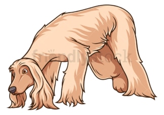 Afghan hound sniffing. PNG - JPG and vector EPS (infinitely scalable).