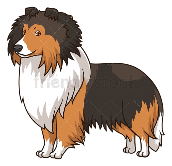 Gorgeous shetland sheepdog dog. PNG - JPG and vector EPS (infinitely scalable).