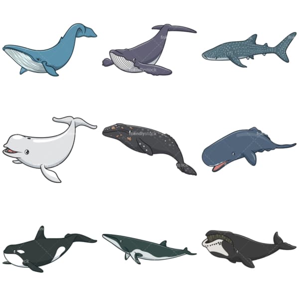 Whale species. PNG - JPG and infinitely scalable vector EPS - on white or transparent background.