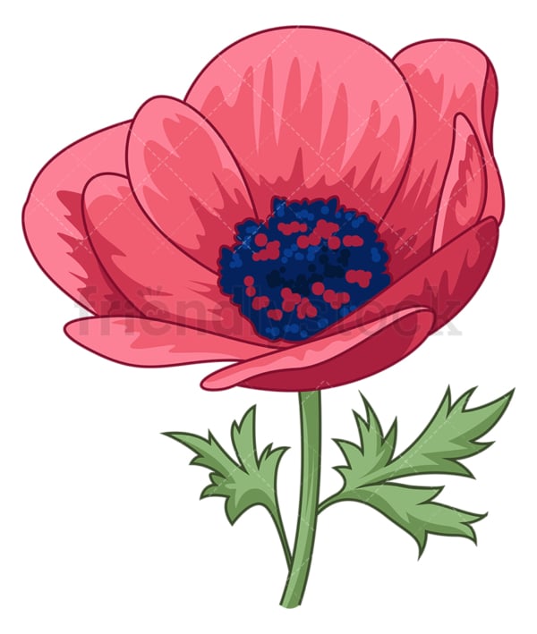 Anemone flower. PNG - JPG and vector EPS (infinitely scalable).