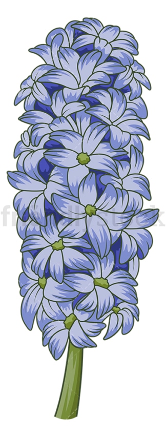 Hyacinth flower. PNG - JPG and vector EPS (infinitely scalable).