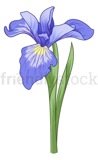 Irises flower. PNG - JPG and vector EPS (infinitely scalable).