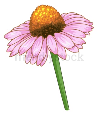 Coneflower flower. PNG - JPG and vector EPS (infinitely scalable).