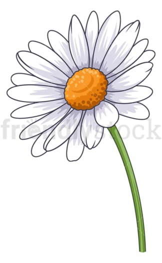 Common daisy flower. PNG - JPG and vector EPS (infinitely scalable).