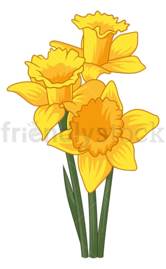 Daffodil flower. PNG - JPG and vector EPS (infinitely scalable).