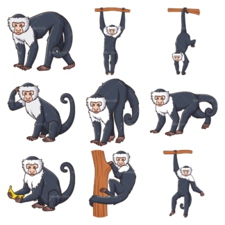 Capuchin monkey. PNG - JPG and infinitely scalable vector EPS - on white or transparent background.