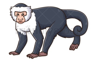 Capuchin monkey walking. PNG - JPG and vector EPS (infinitely scalable).