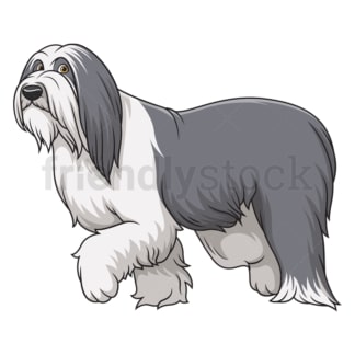 Cartoon bearded collie walking. PNG - JPG and vector EPS (infinitely scalable).