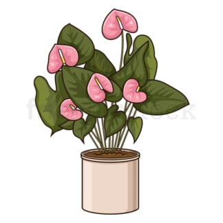 Cartoon pink anthurium plant. PNG - JPG and vector EPS file formats (infinitely scalable). Image isolated on transparent background.