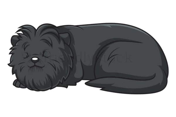 Sleeping affenpinscher. PNG - JPG and vector EPS (infinitely scalable).