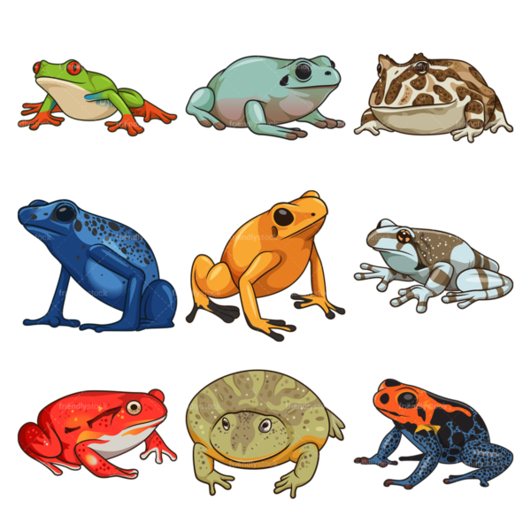 Frog species. PNG - JPG and infinitely scalable vector EPS - on white or transparent background.