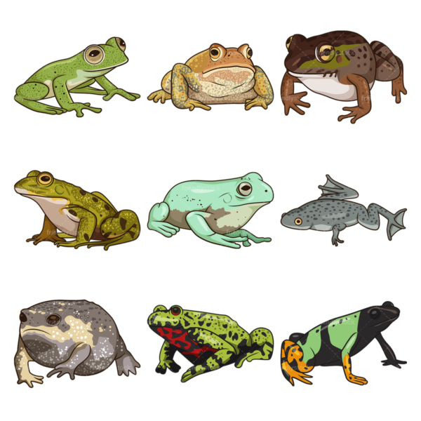 Semi-Realistic frogs. PNG - JPG and infinitely scalable vector EPS - on white or transparent background.